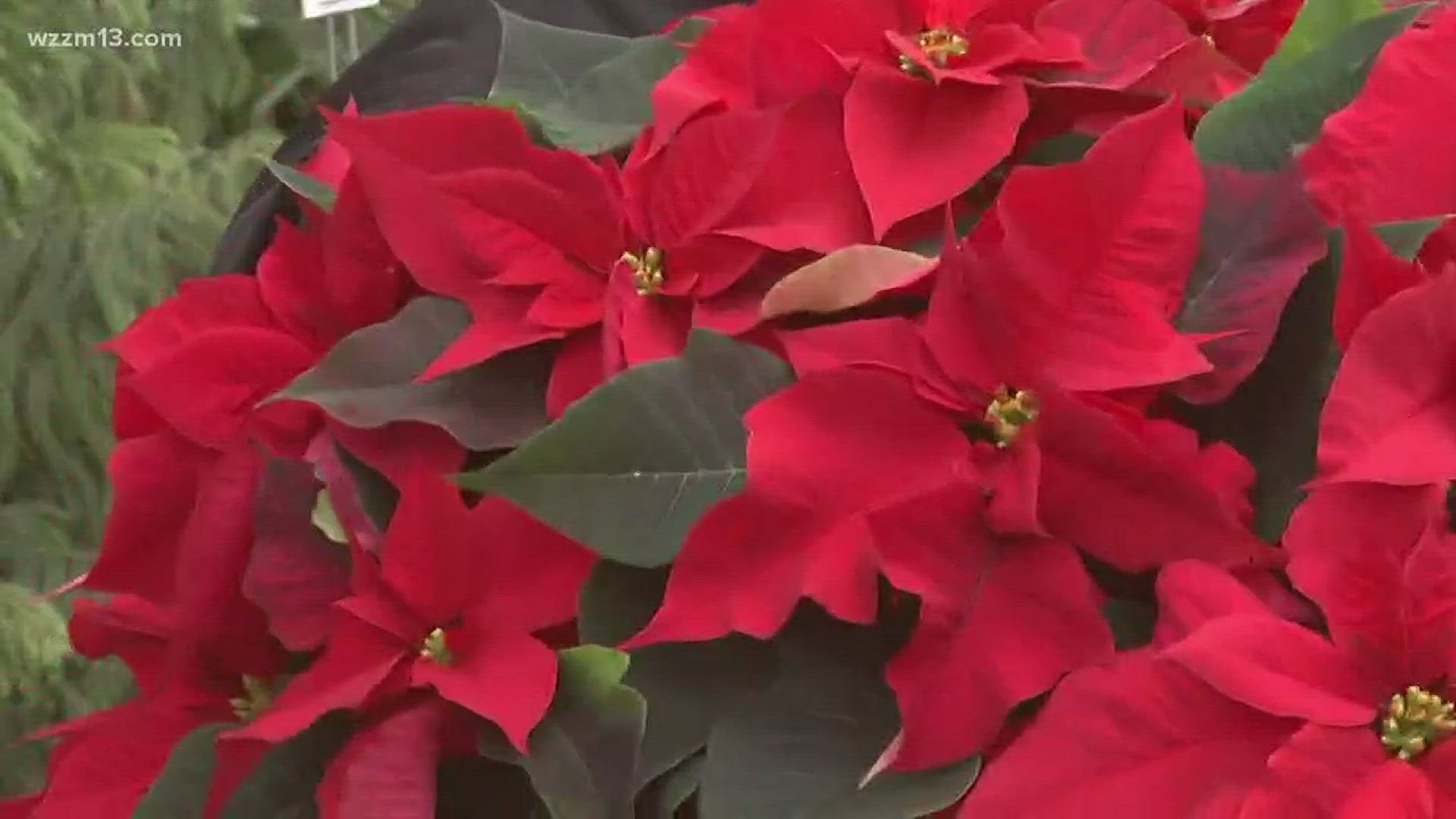 Greenthumb: The history of poinsettias
