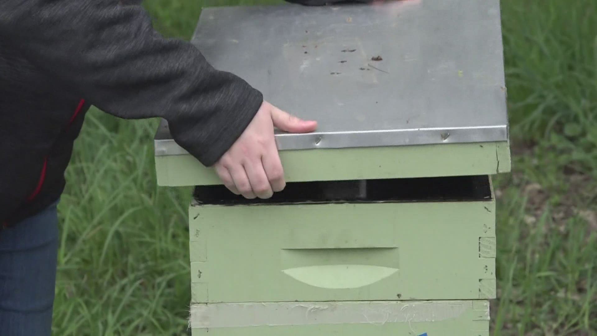 The DNR says bears are active and hungry this time of year, and the hives are a tempting, tasty treat.
