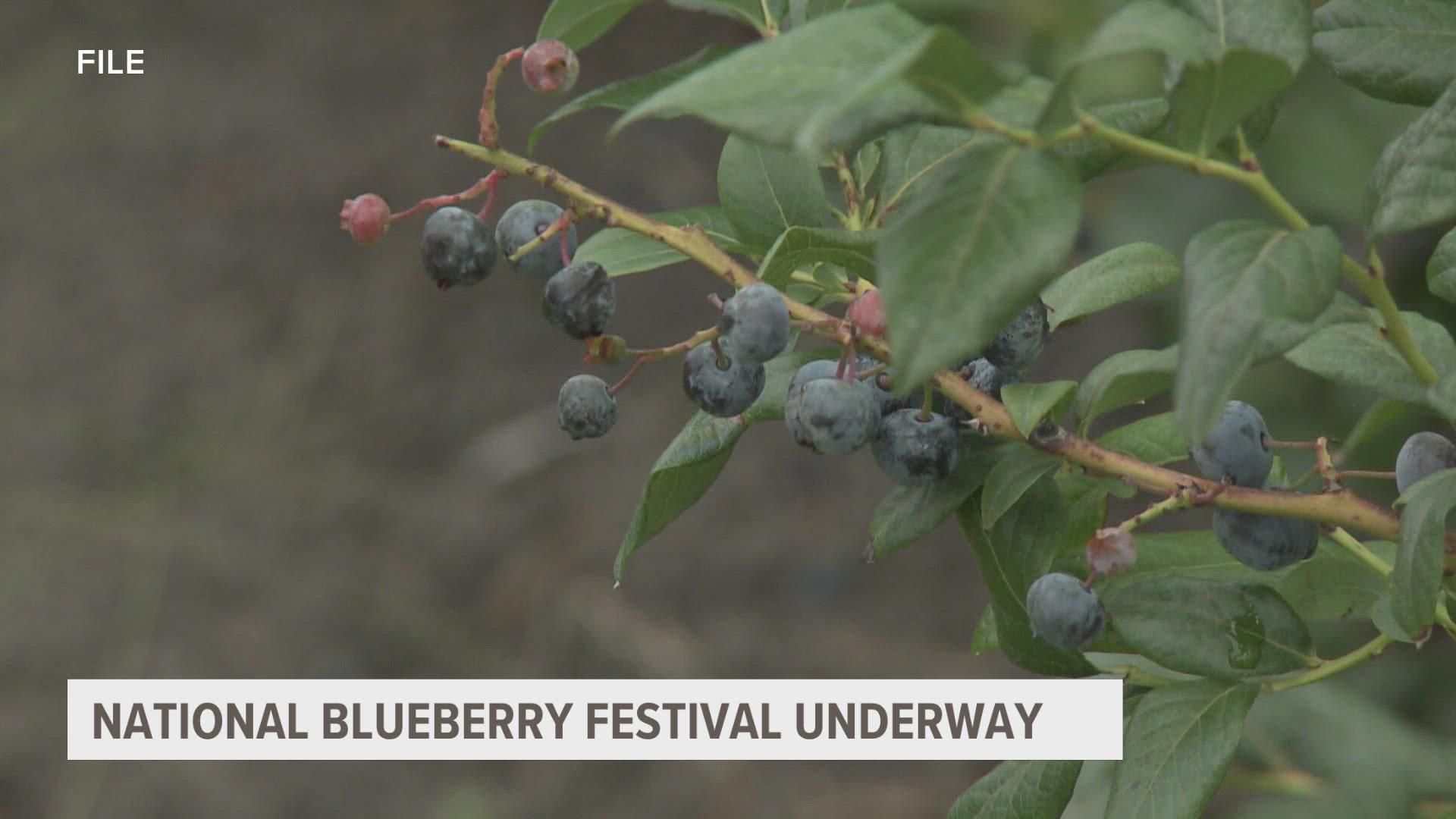 The National Blueberry Festival returns to South Haven this weekend.