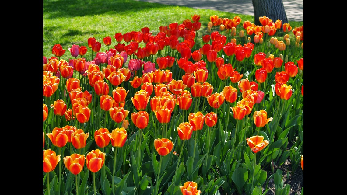 Watch the tulips in Holland bloom on live cam