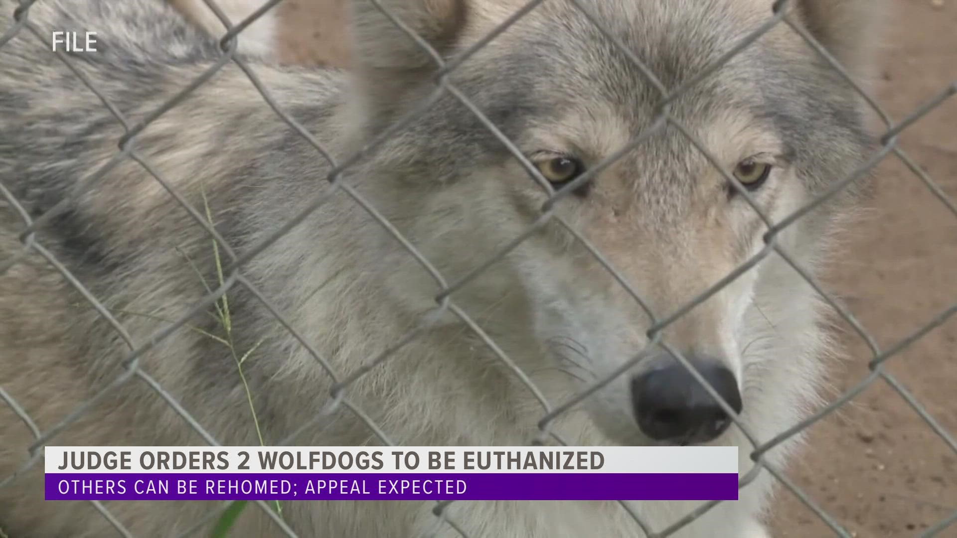 Two wolf dogs who have bitten people will be euthanized, according to the judge's ruling. Any dogs that cannot be relocated will also be euthanized.
