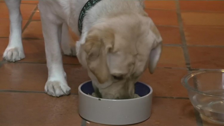 MONEY GUIDE: How to save money on pet food