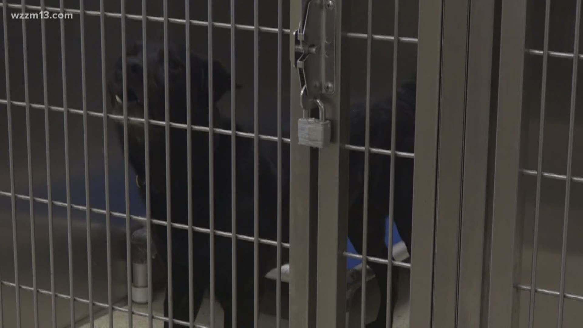 Head of Kent County Animal Shelter resigns