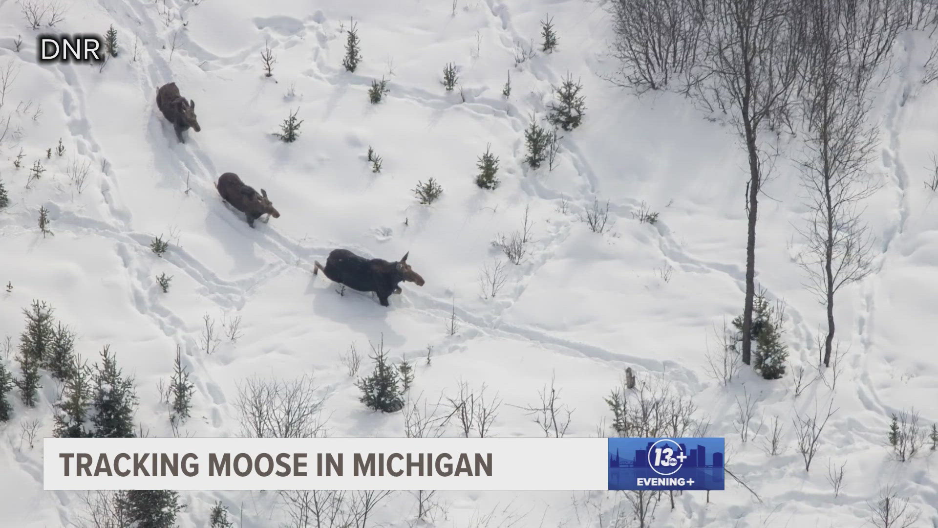The DNR said the moose population's growth rate has been slowing.