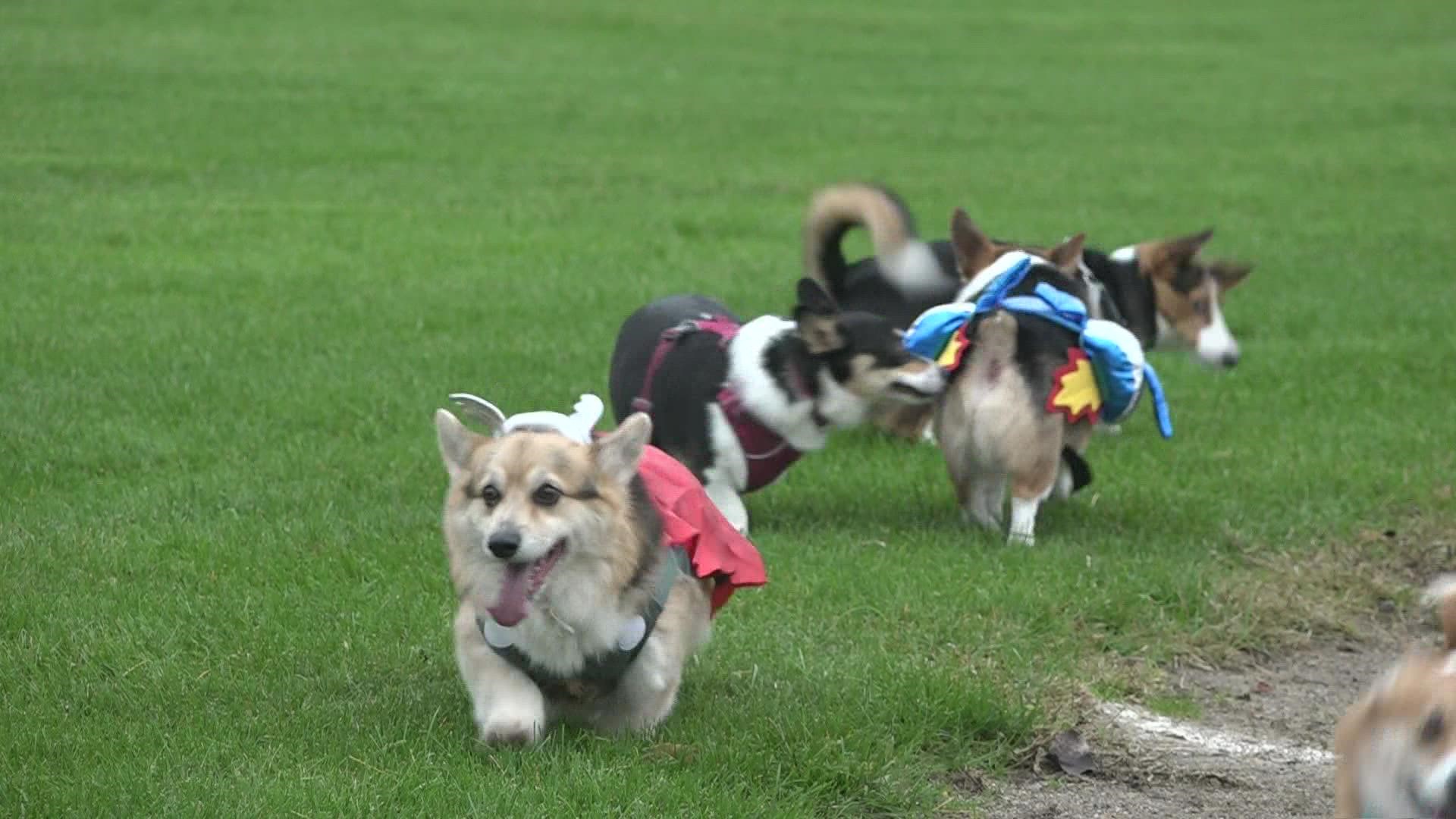 On Saturday, an army of corgis dressed their best arrived at Riverside Park.
