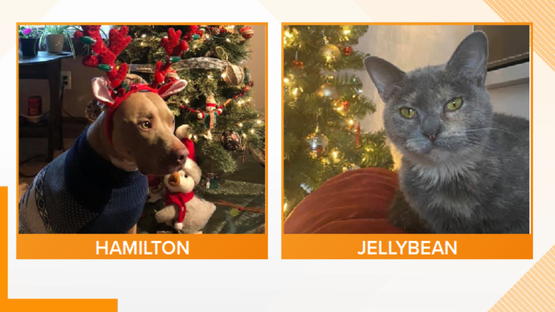 Hamilton and Jellybean both love to cuddle with their humans, but Jellybean would prefer a more quiet, relaxing place to call home.