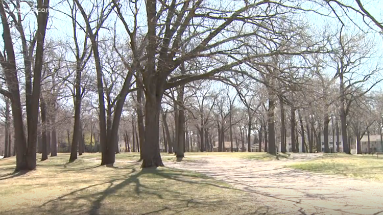 DNR: Avoid pruning oak trees until July 15 to avoid spreading oak wilt ...