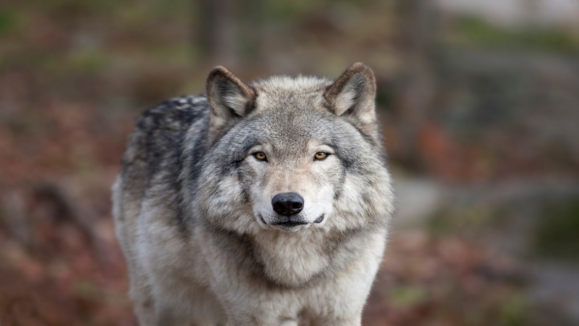 Gray wolf protections restored, 2 Michigan laws suspended | wzzm13.com