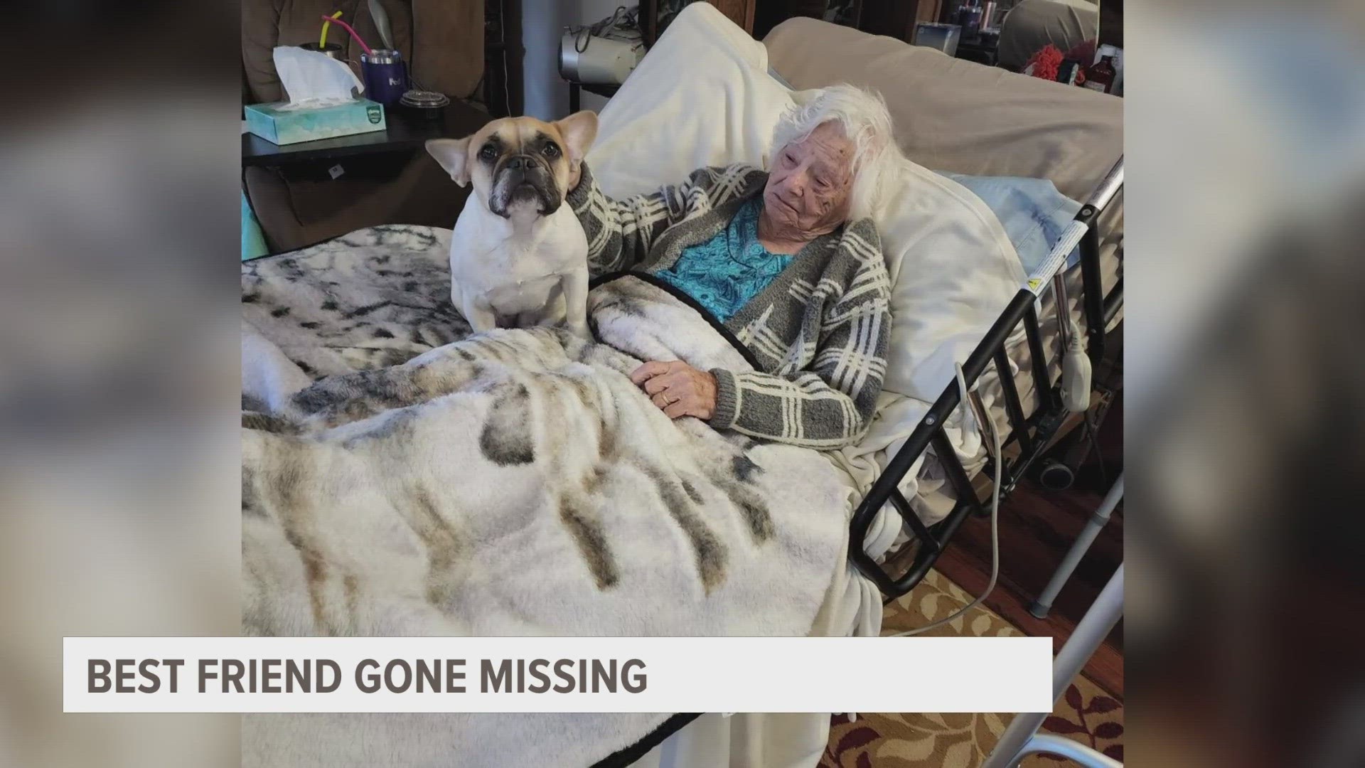 Jodi Carson is offering a reward for her grandmother's dog to be returned, asking anyone with info to call Pound Buddies or police.