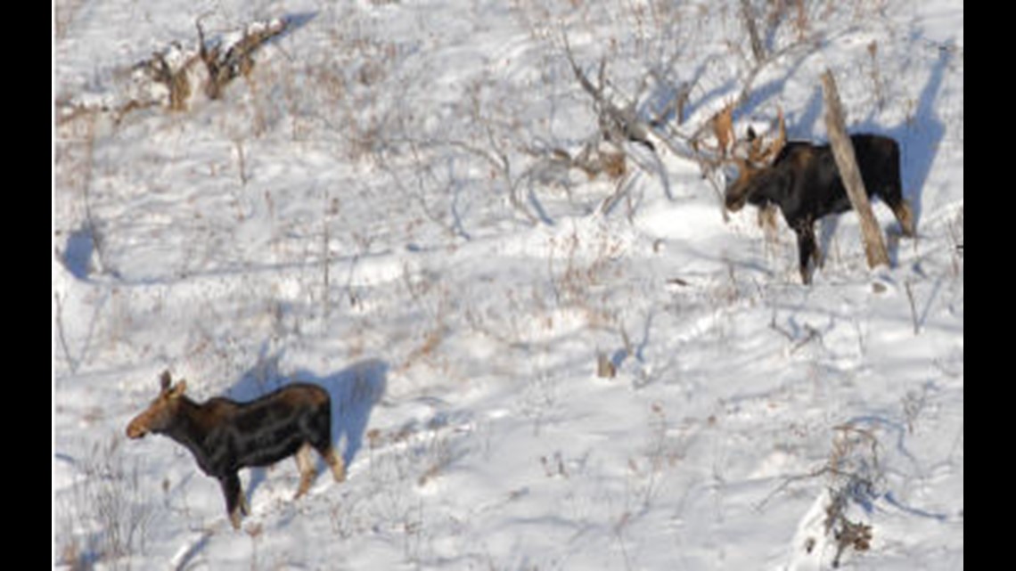 Moose population in western Upper Peninsula estimated at 509