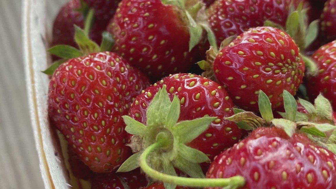Strawberry season in West Michigan