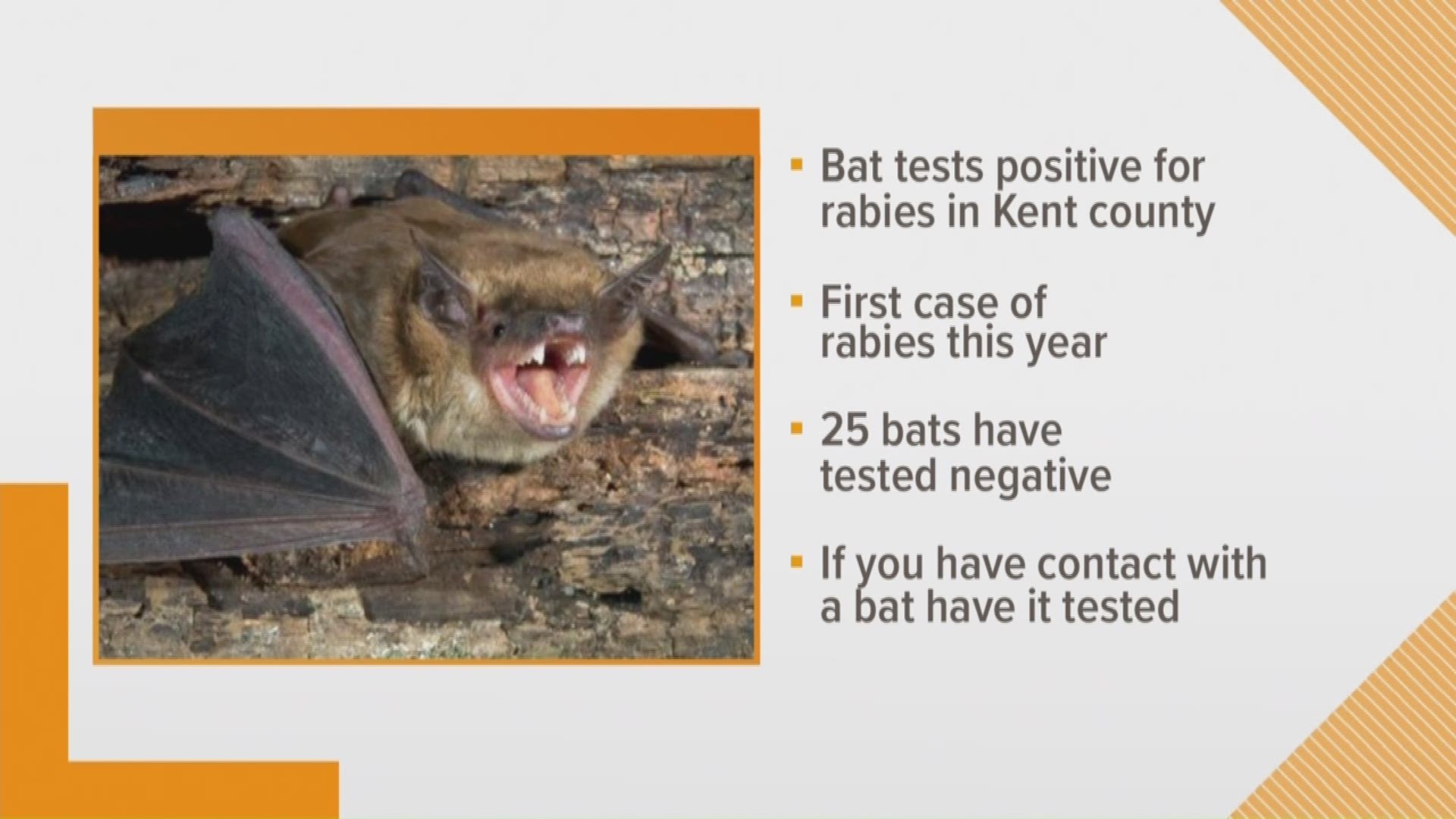 Bat tests positive for rabies in Kent County