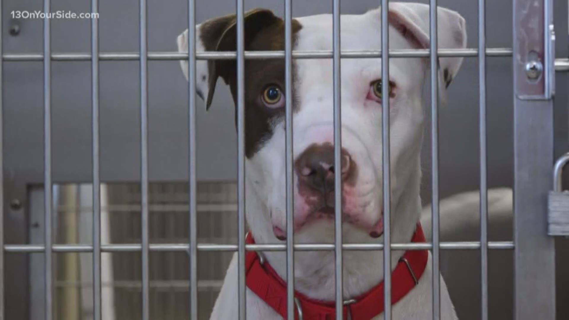 Kent County Animal Shelter Having Empty The Shelter Event Today Wzzm13 Com