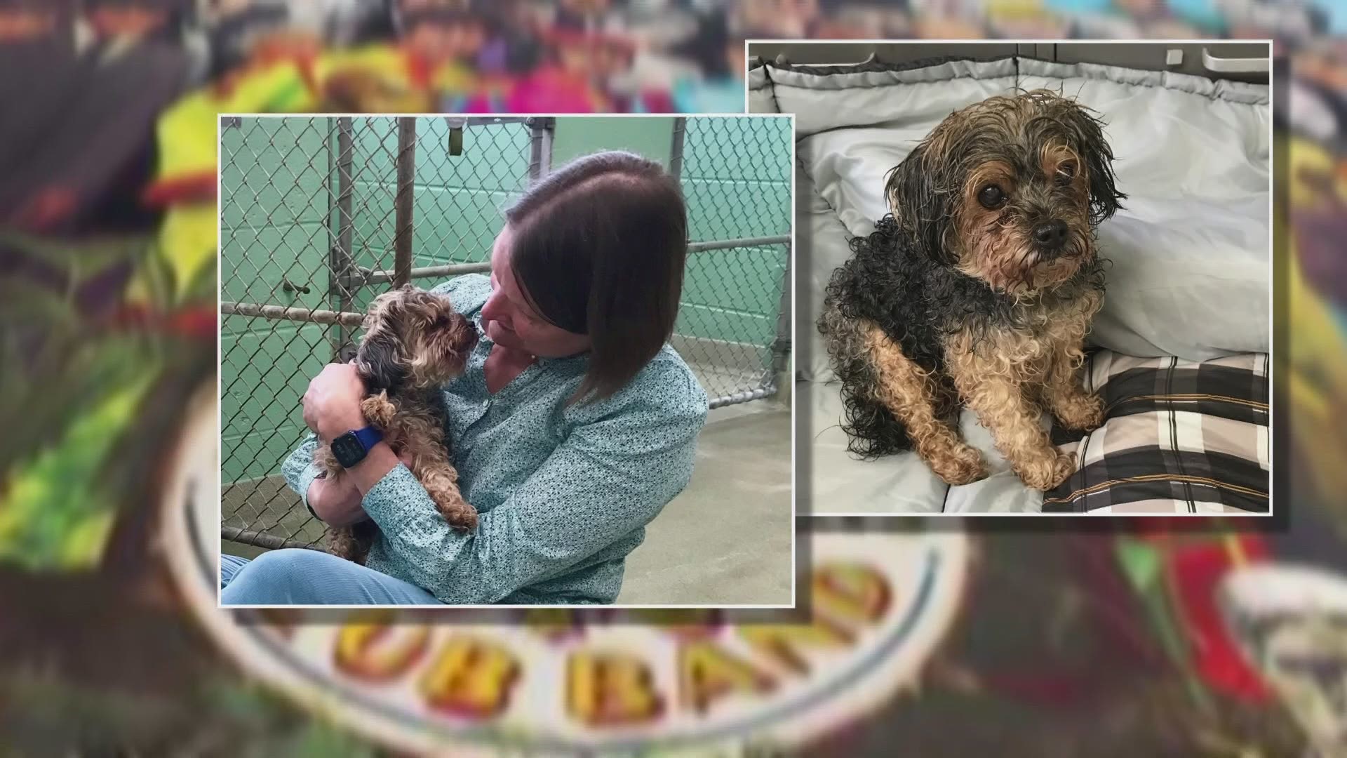 In 2014, Sgt. Pepper, a Yorkie mid dog, was stolen in Florida. In June 2021, the little dog was found in Charlotte, Mi., thanks to it having been microchipped.