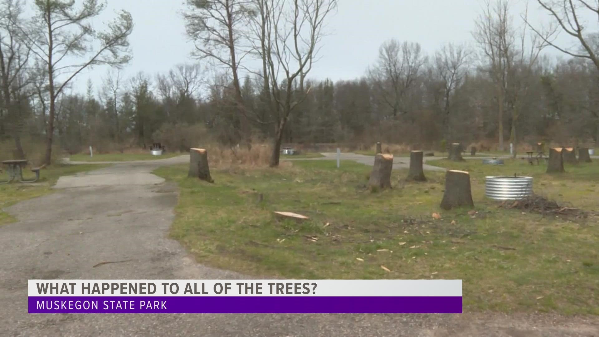 The trees died of 'wet feet' and posed a hazard to visitors, according to the DNR.