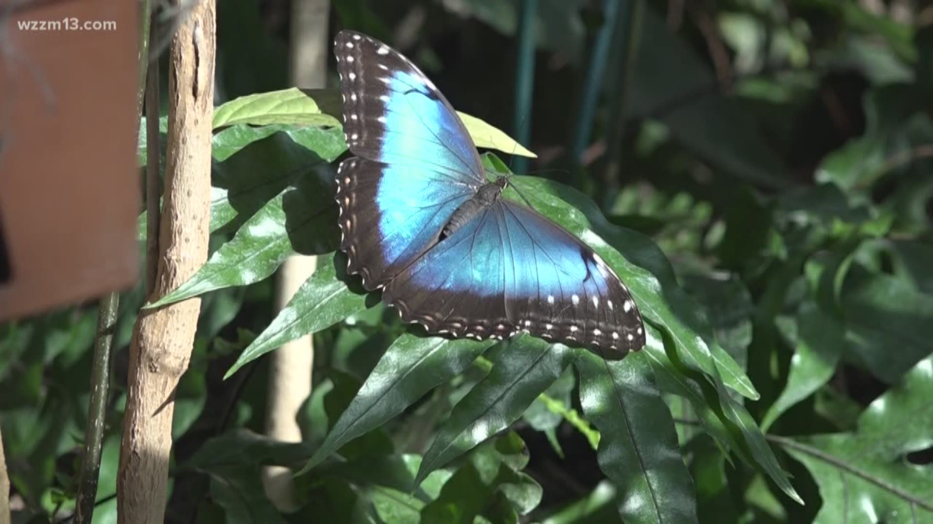 Frederik Meijer Gardens Butterflies are Blooming