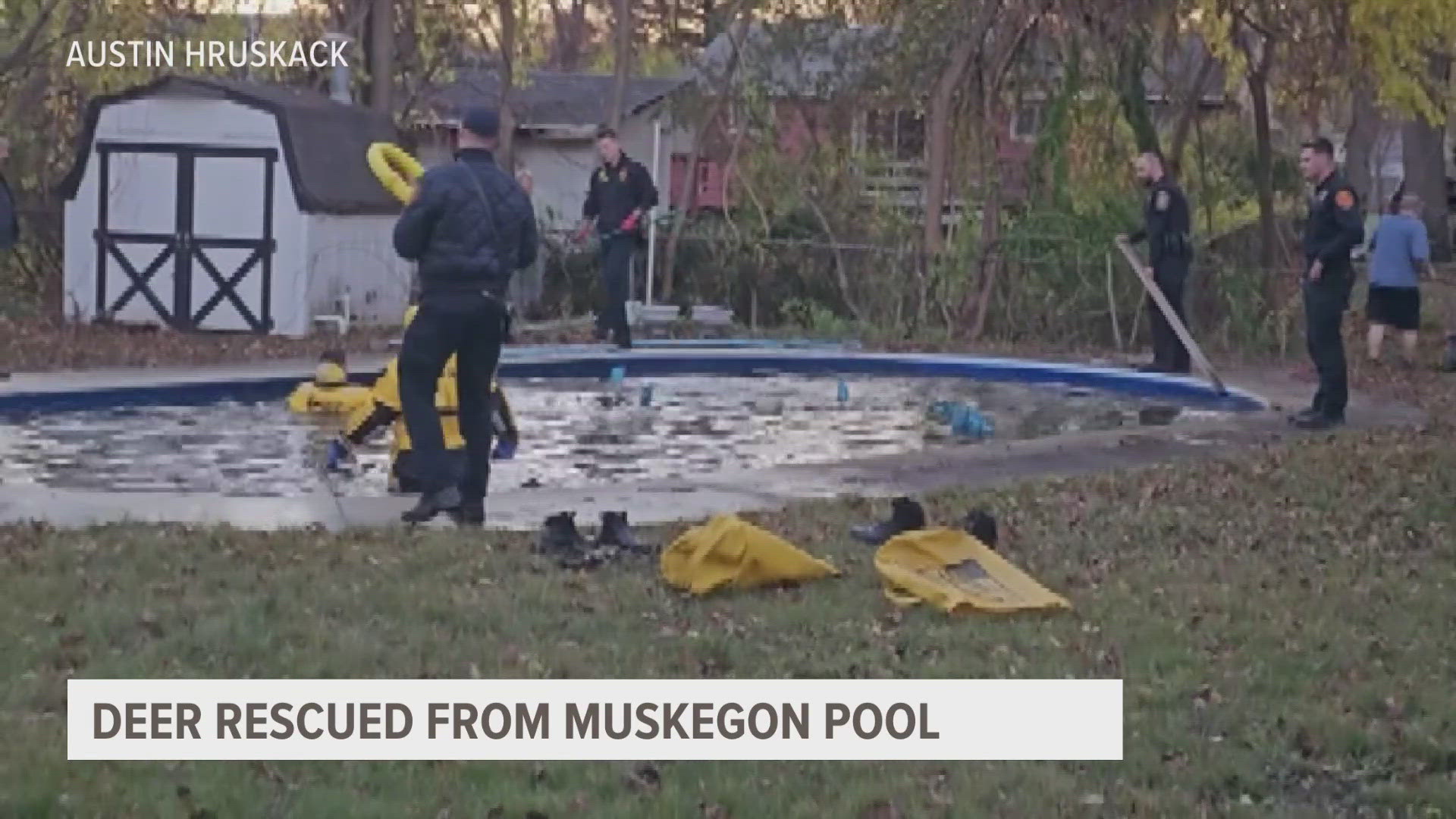 A deer got stuck in a pool in Muskegon on Tuesday.