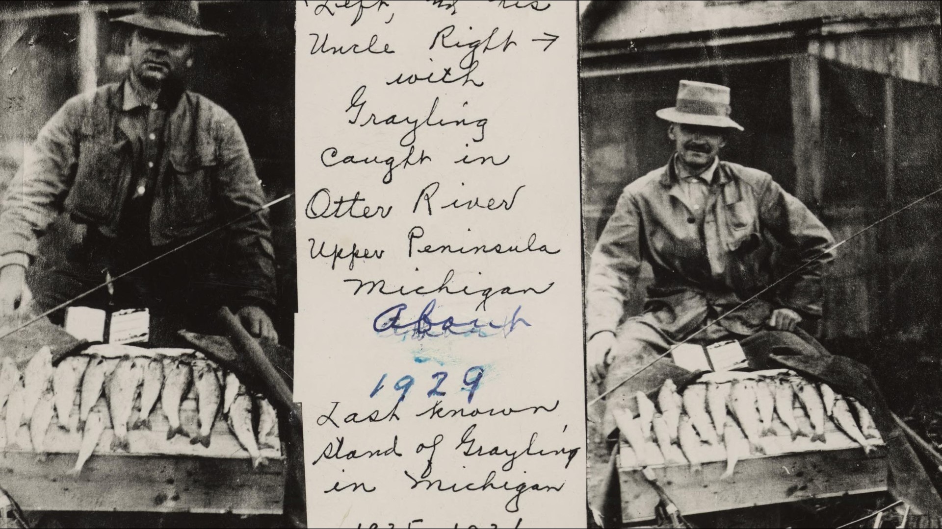 Arctic grayling return to Michigan as reintroduction initiative gains