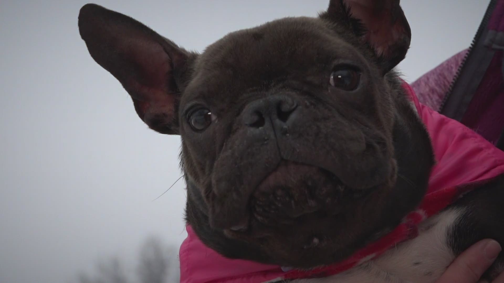 Her foster says Fig the French bulldog's determination is the big reason she's still alive, despite her special needs and the rough way her life began.