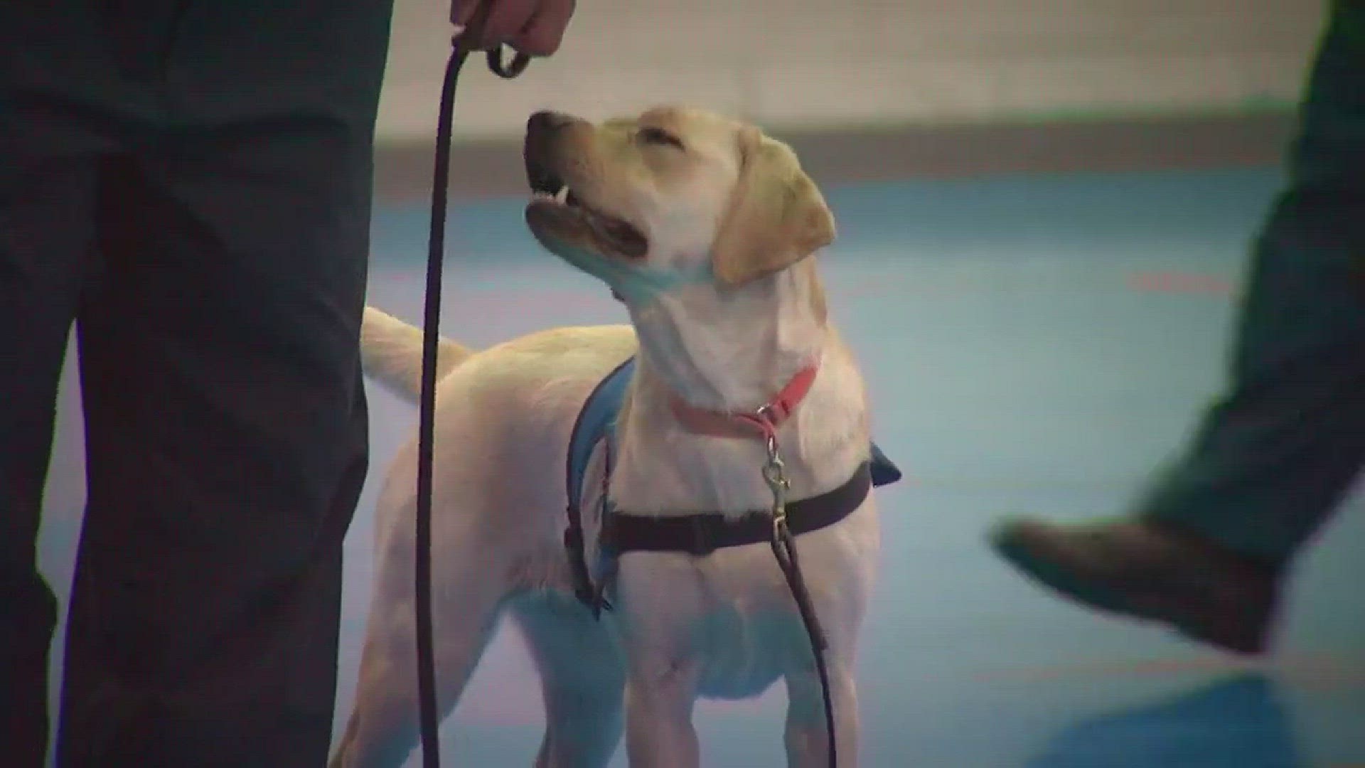 C.J.'s Paws with a Cause training in prison