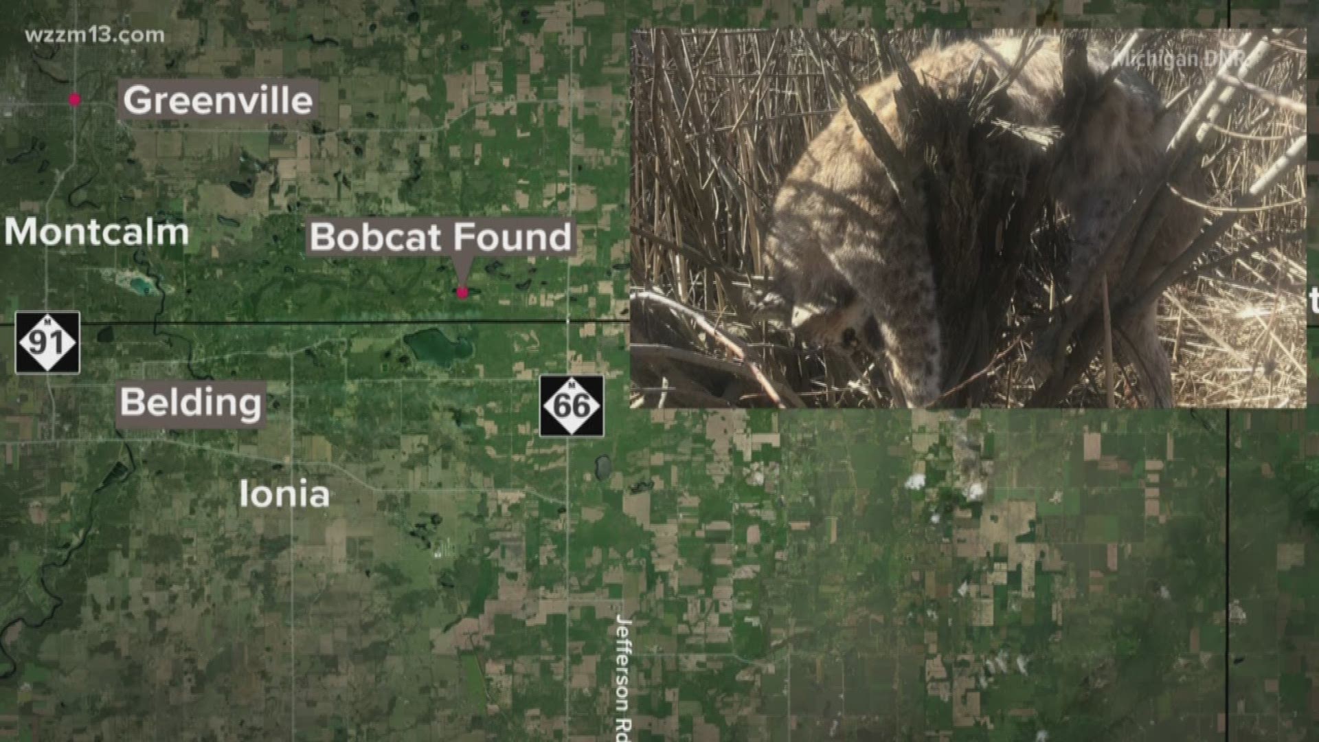 Bobcat spotted in Montcalm County
