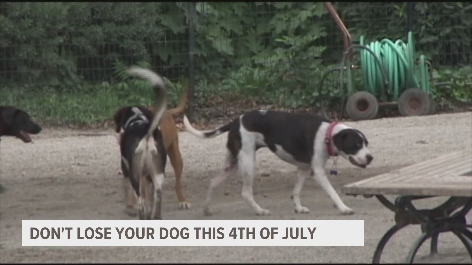 Fourth of July sees an increase in lost dogs, make sure yours is safe