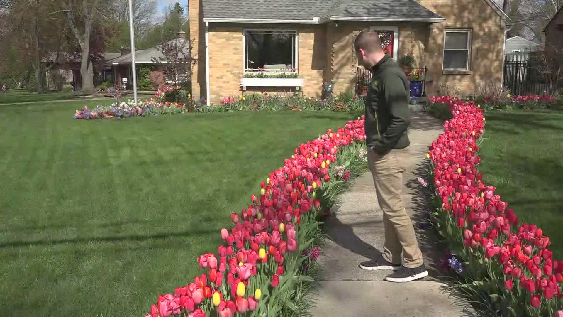 Tulip Time is back this year and so is a Grand Rapids version of Tulip Time, which has expanded by 6,000.