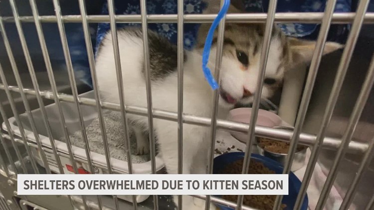 Kitten season causing strain on West Michigan animal shelters and rescues