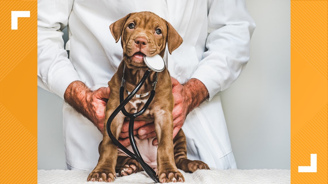 What are normal vitals for dogs?