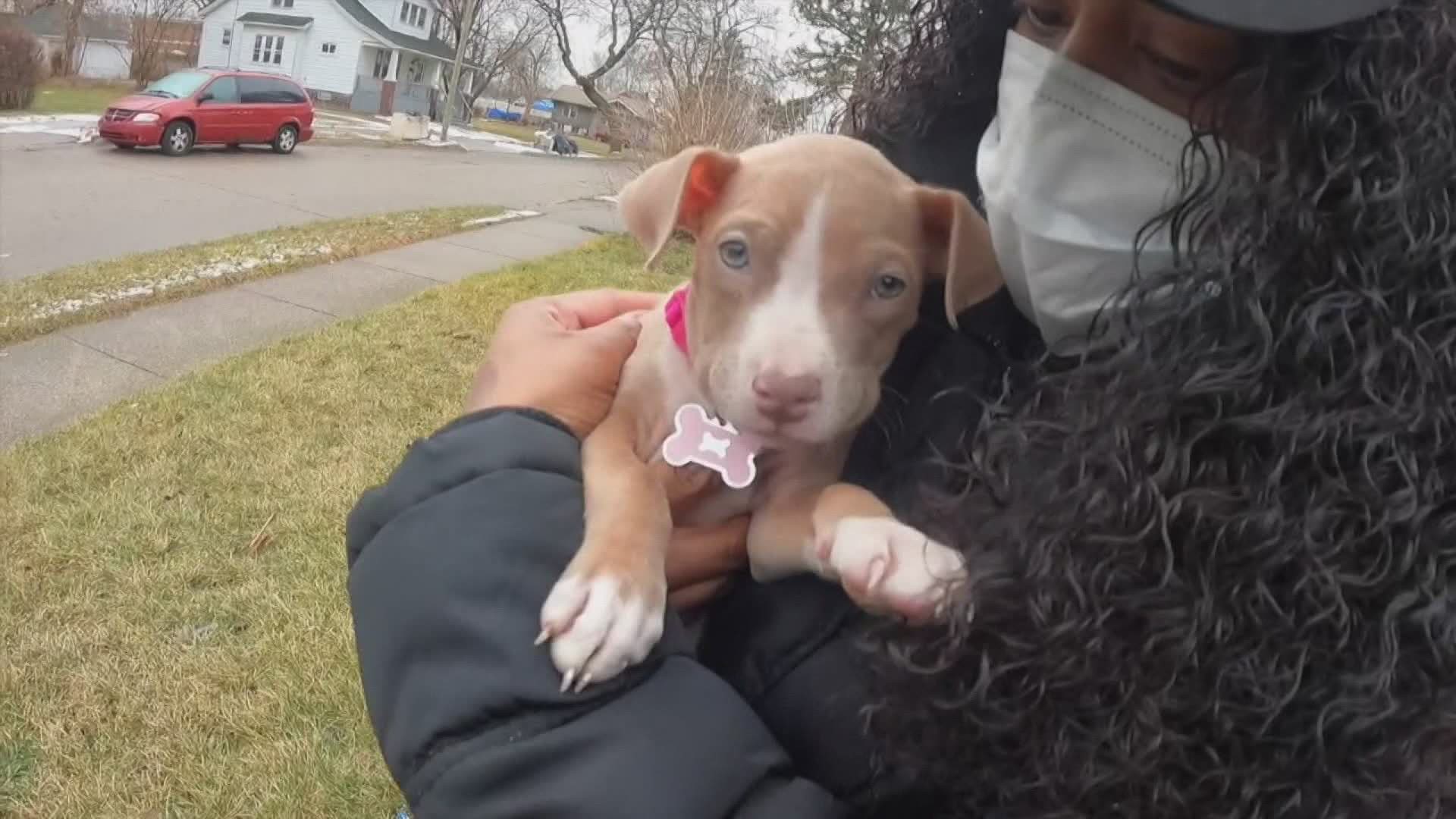 The driver later confessed to stealing the puppy when authorities tracked her down and it was returned to its owners.