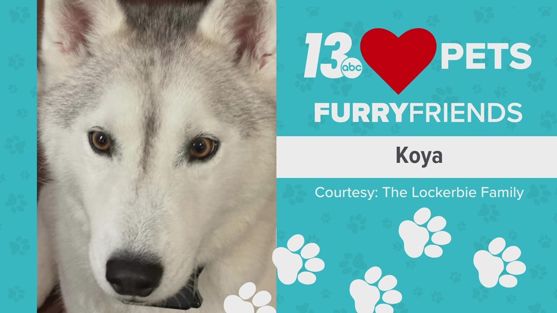 Furry Friends:  September 30, 2022 | Koya
