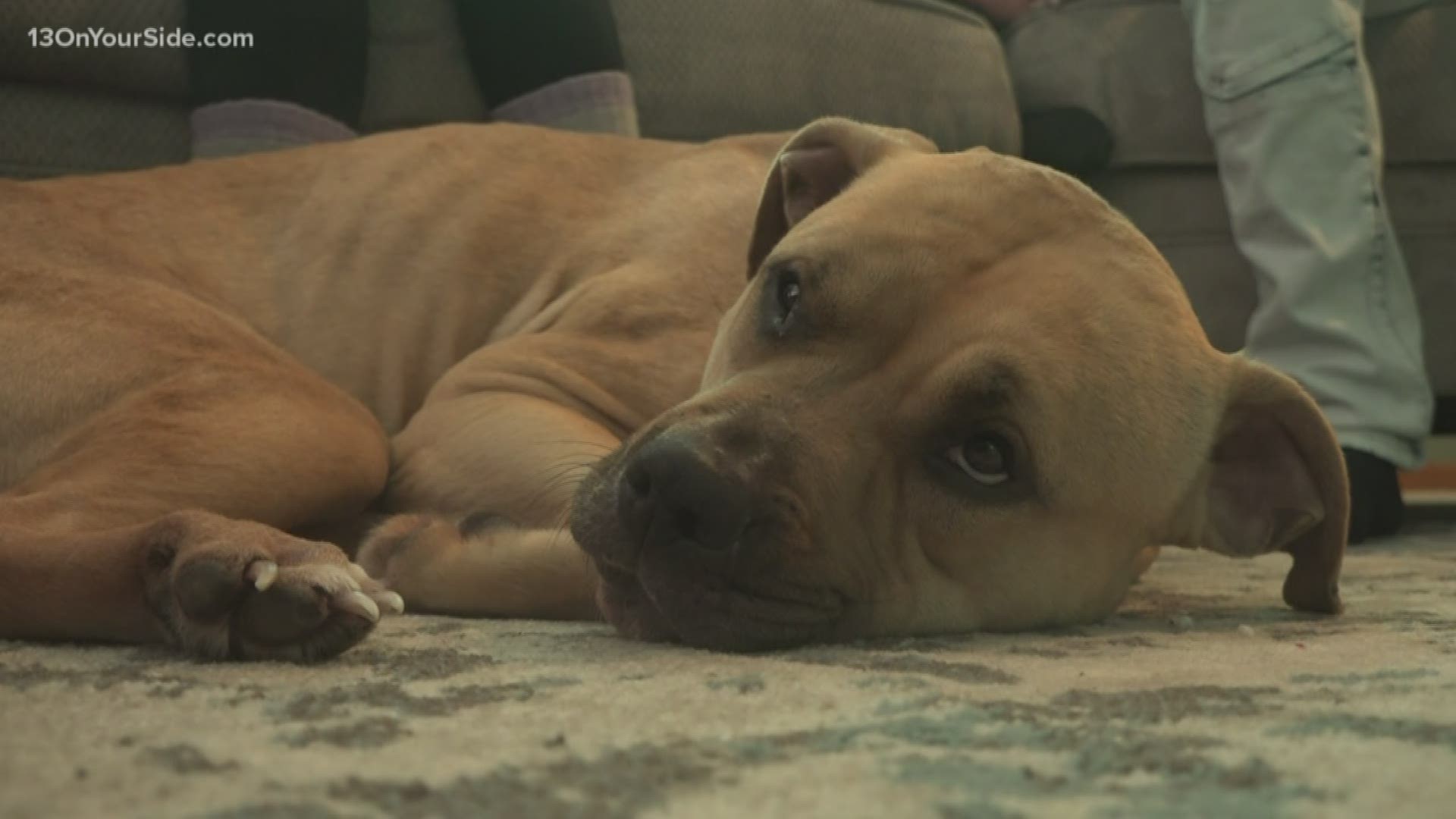 After nearly a month-long search, a Muskegon family was reunited with their beloved dog.