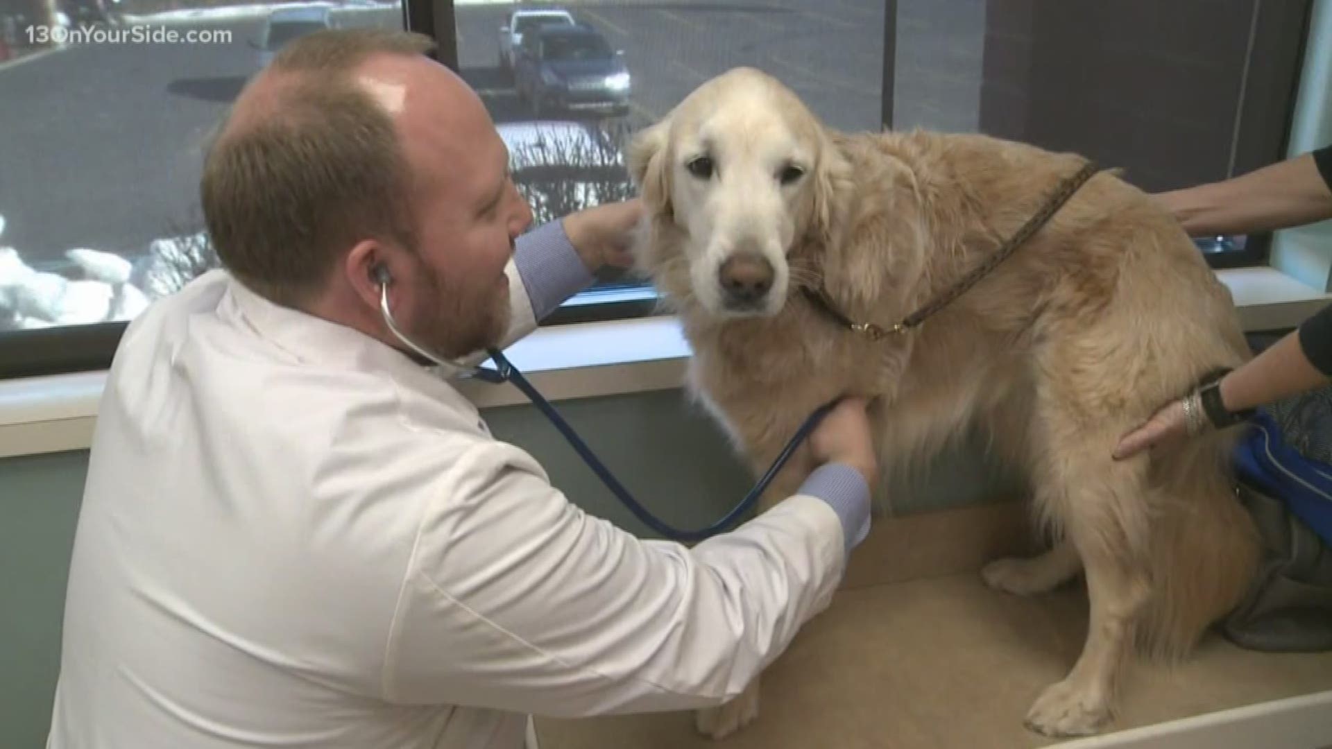 Veterinarian Ryan Carpenter answers concerns about your dog and the coronavirus.