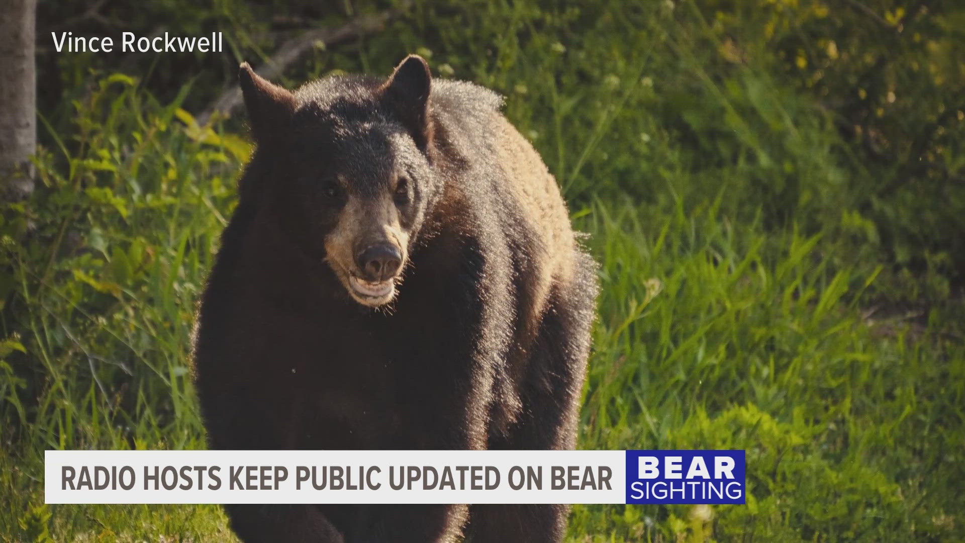 Local radio station helps track bear in Ludington with live-stream ...