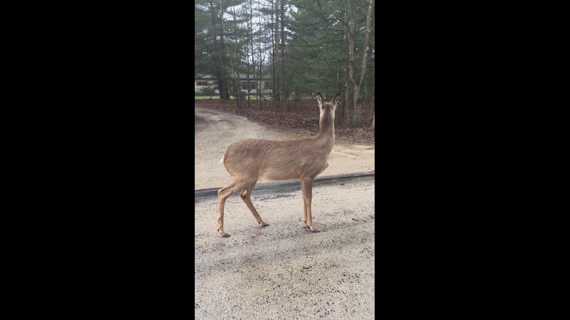 Sick deer in Muskegon County