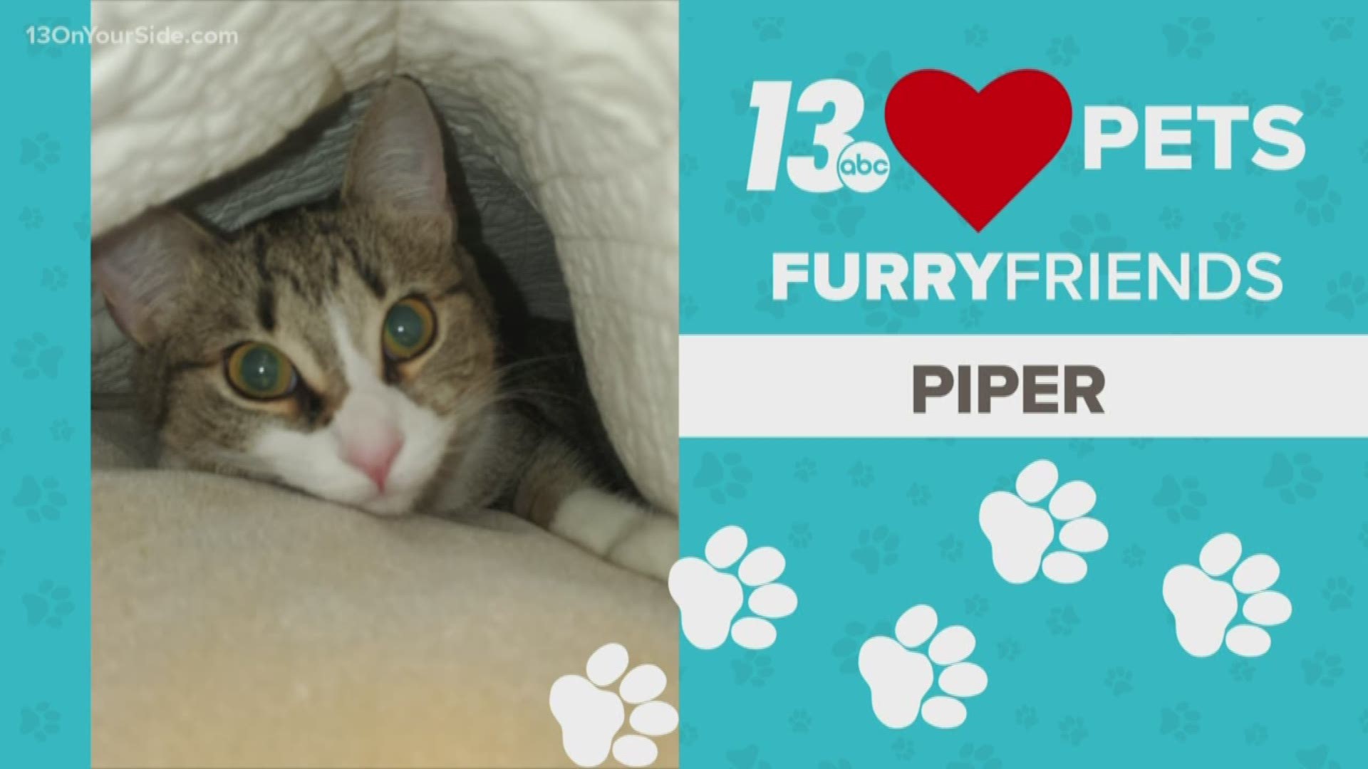 Meet today's Furry Friend, Piper, who loves morning hide-and-seek! Who can resist that face?