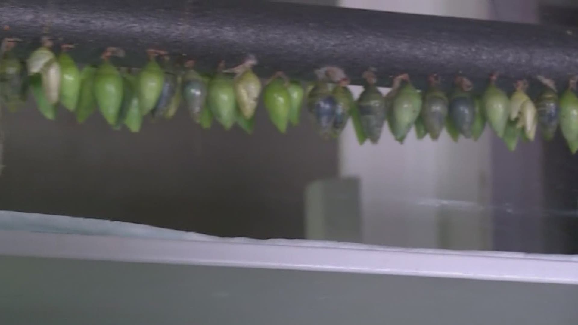 Meijer Gardens celebrates butterfly exhibit opening, part 1