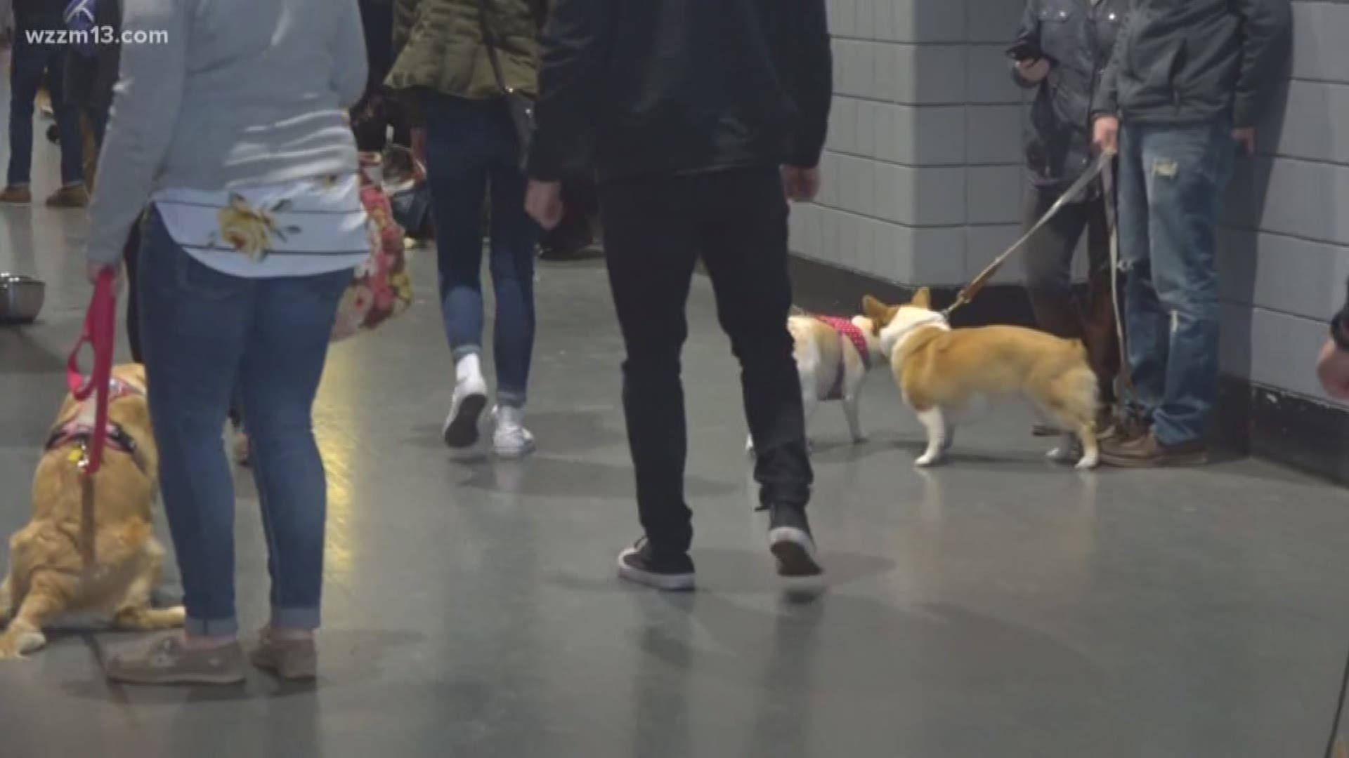 Corgis on the Ice event held at Grand Rapids Griffins game