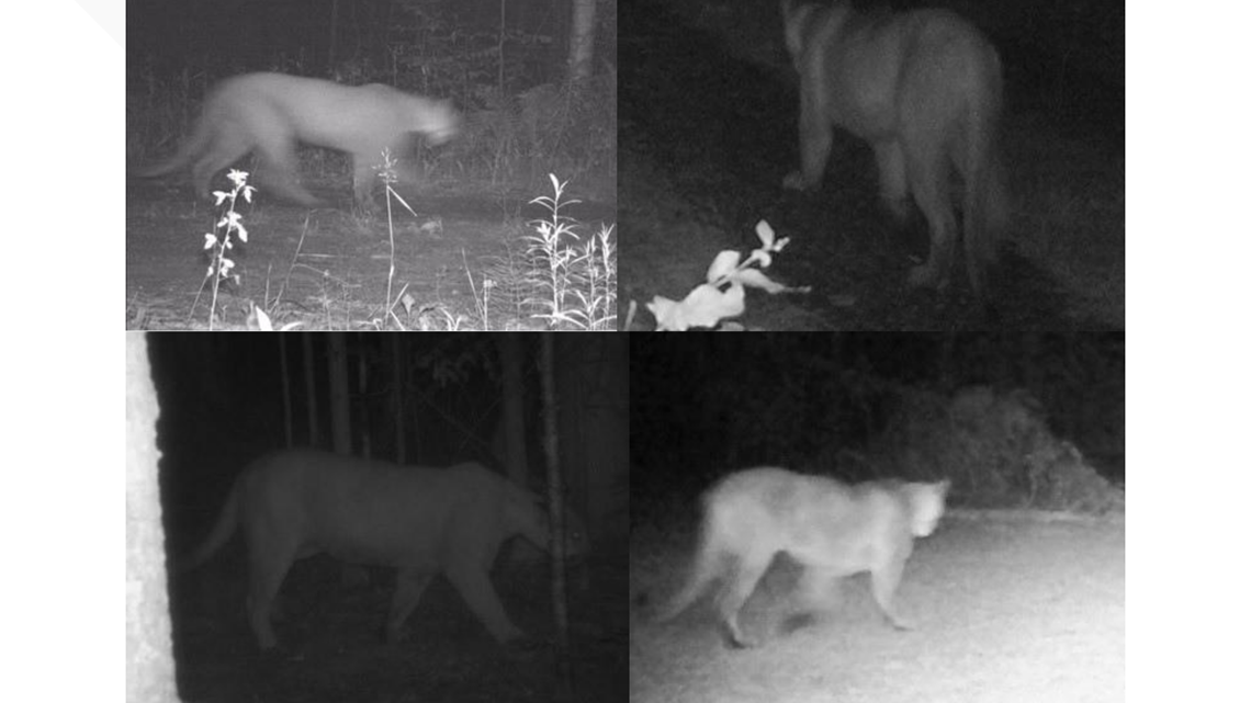 Michigan DNR confirmed 13 cougar sightings state-wide in 2020 - Vimarsana News