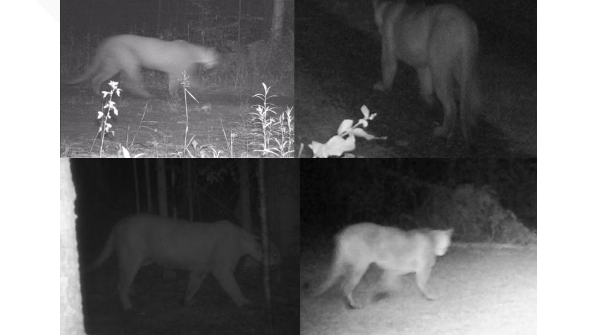 Dnr Records 6 Separate Cougar Sightings In Michigan This Year 