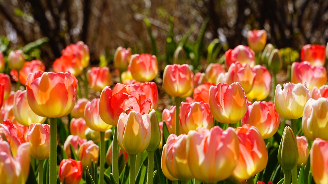 Tulip Time 2020 tickets go on sale Thursday morning | wzzm13.com