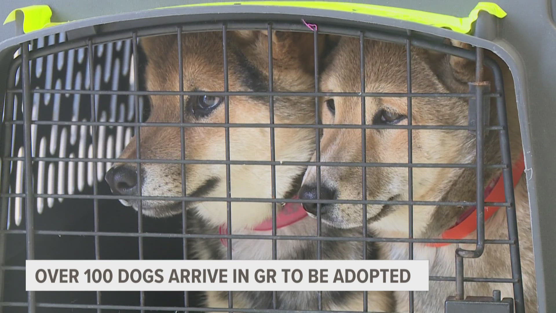 Many of the rescued dogs had been breeding stock, some having been bred for five to six years. They were brought to Michigan for a second chance at a forever home.