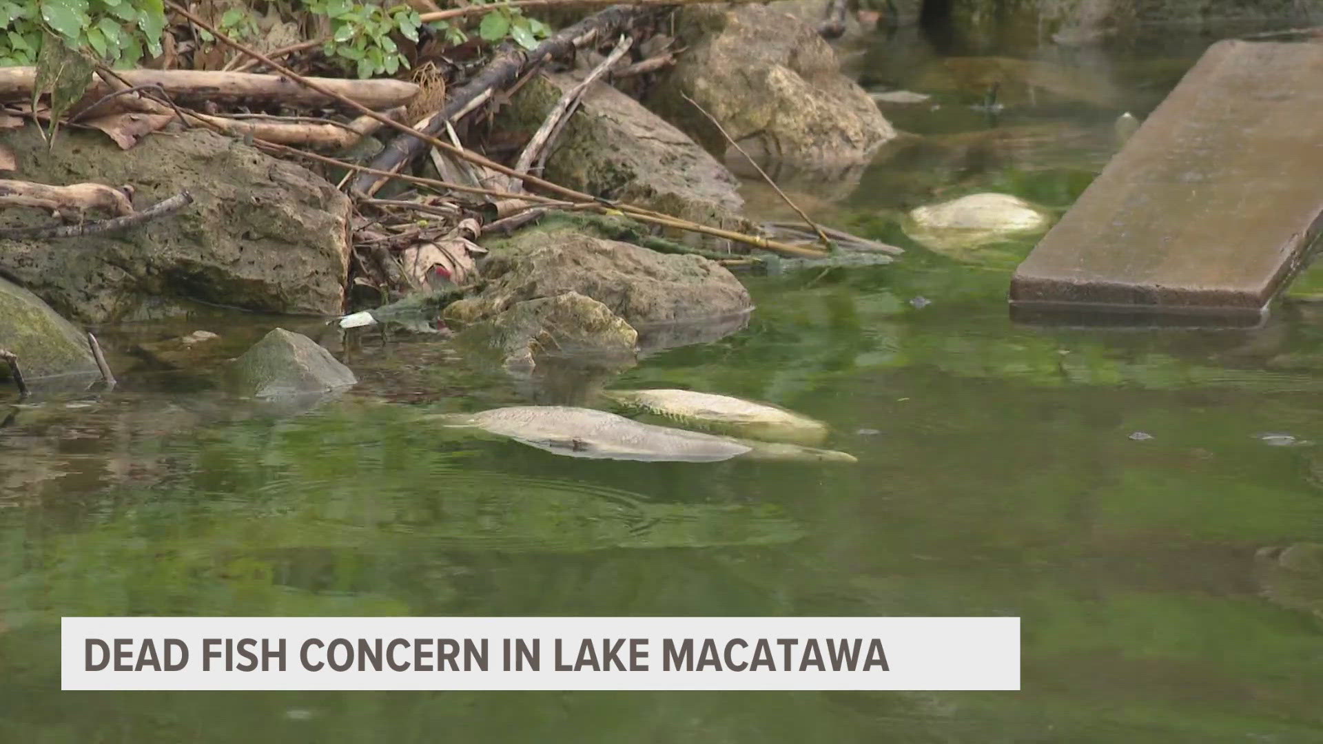 DNR says a large amount of fish die each year around this time and it's no reason for concern.