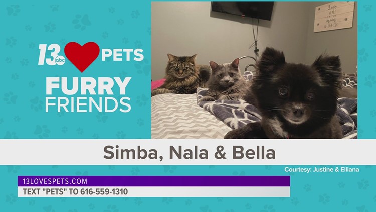 Furry Friends:  June 14, 2022 | Simba,Nala,Bella and Remi