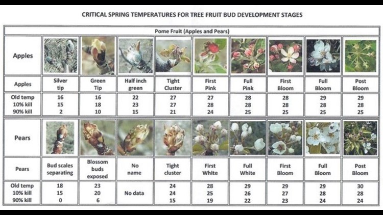 Critcle temps for tree fruit bod developement stages