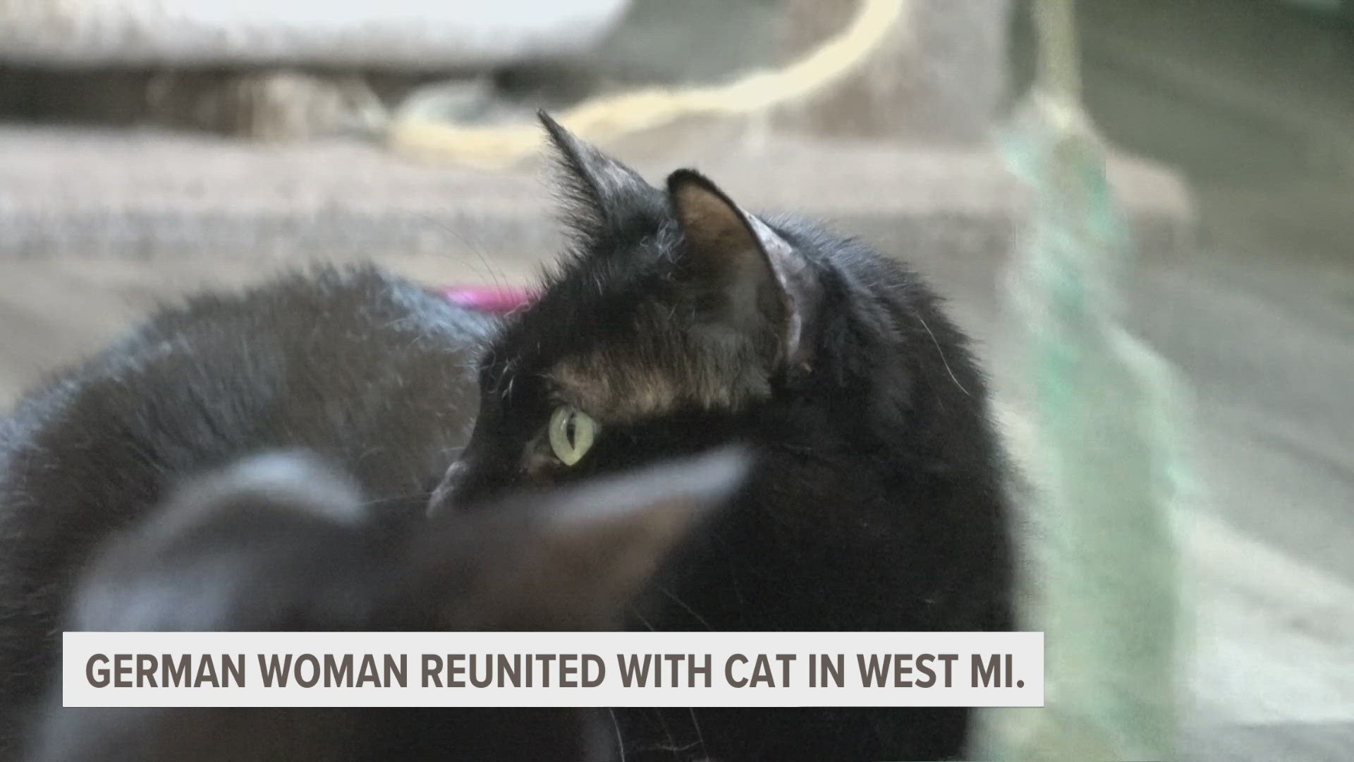 Olga Heigis reunites with her lost cat Trixie after flying from Germany to Michigan.