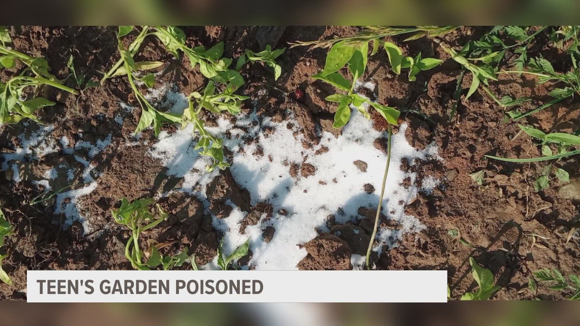 The Cedar Springs family said they found salt and another strong-smelling chemical in their garden. They believe someone killed their plants on purpose. 