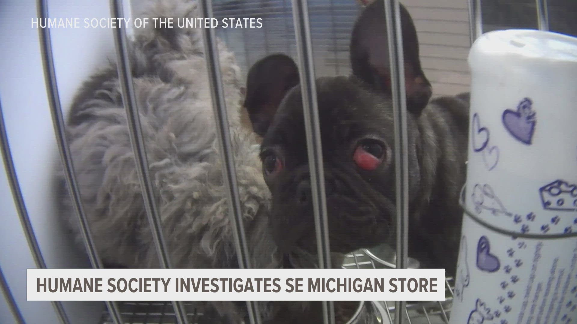 During the Humane Society's time working undercover they documented improper care, sick puppies and dangerous conditions using a hidden camera.