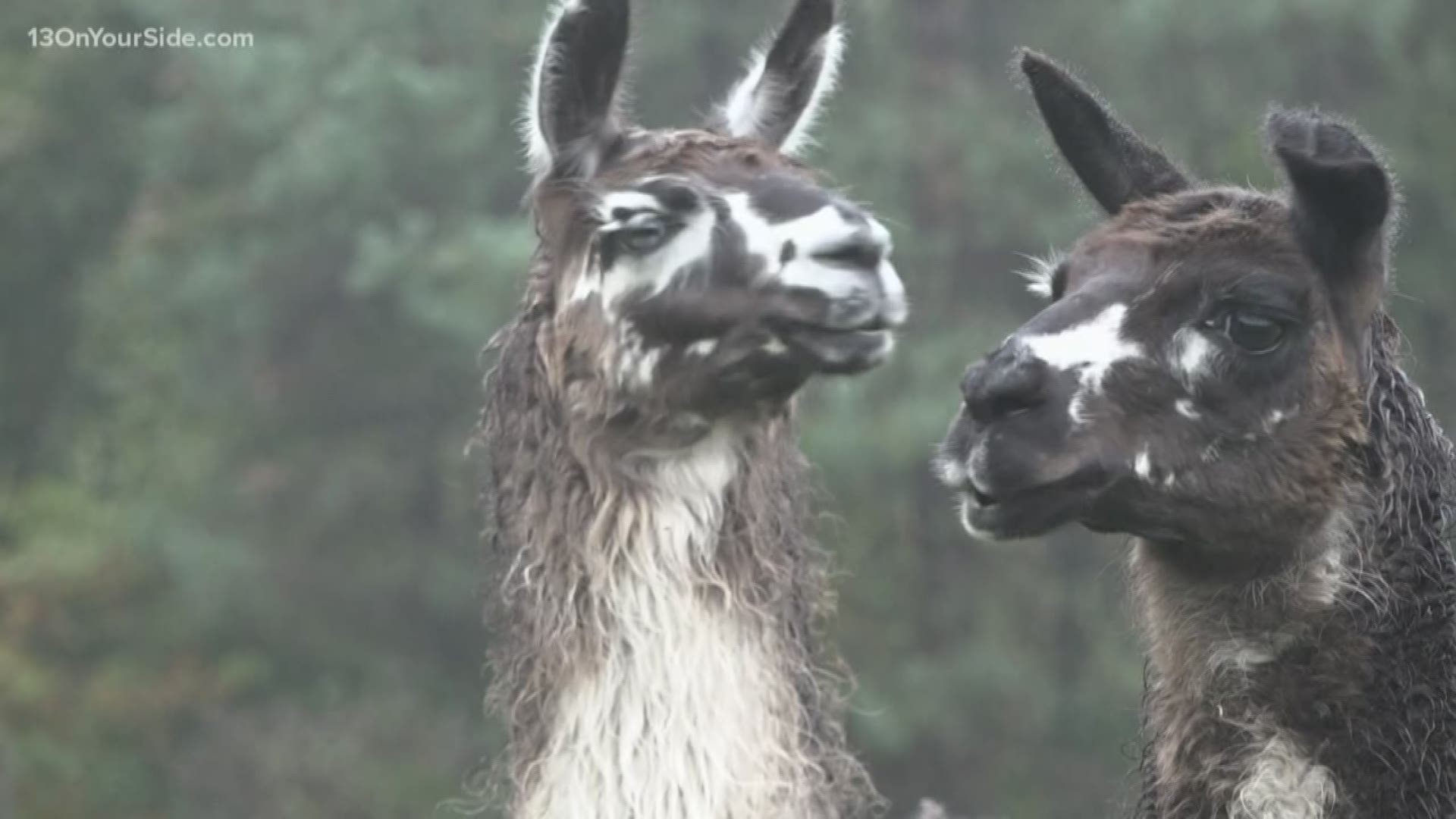 DNR officials believe the llama was attacked by a dog, based on evidence at the farm.