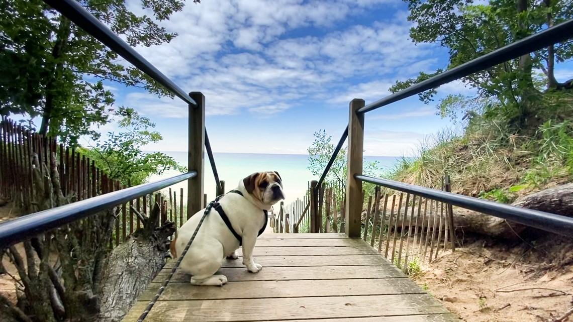 'Cracking down': Popular dog beach asking visitors to follow rules or more changes will have to take effect - Vimarsana News
